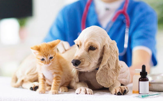 Cómo se da una Atención Clínica Adecuada a tu Mascota