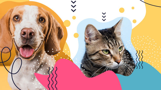 Todo lo que Debes Saber Sobre la Esterilización de Perros y Gatos