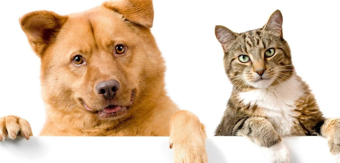 Mitos y Verdades Sobre el Cuidado de Mascotas