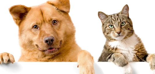 Mitos y Verdades Sobre el Cuidado de Mascotas