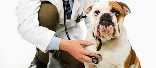 Las enfermedades más comunes en los perros y la importancia del cuidado preventivo