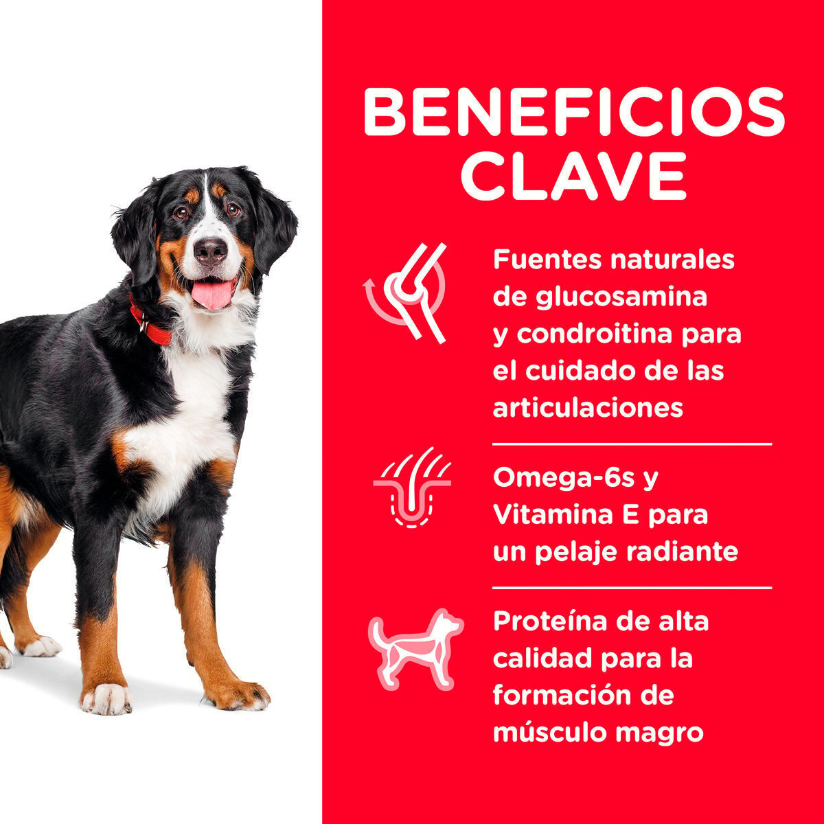 Alimento Hill's Science Diet Adult Large Breed (ÚNICAMENTE BAJO PEDIDO)