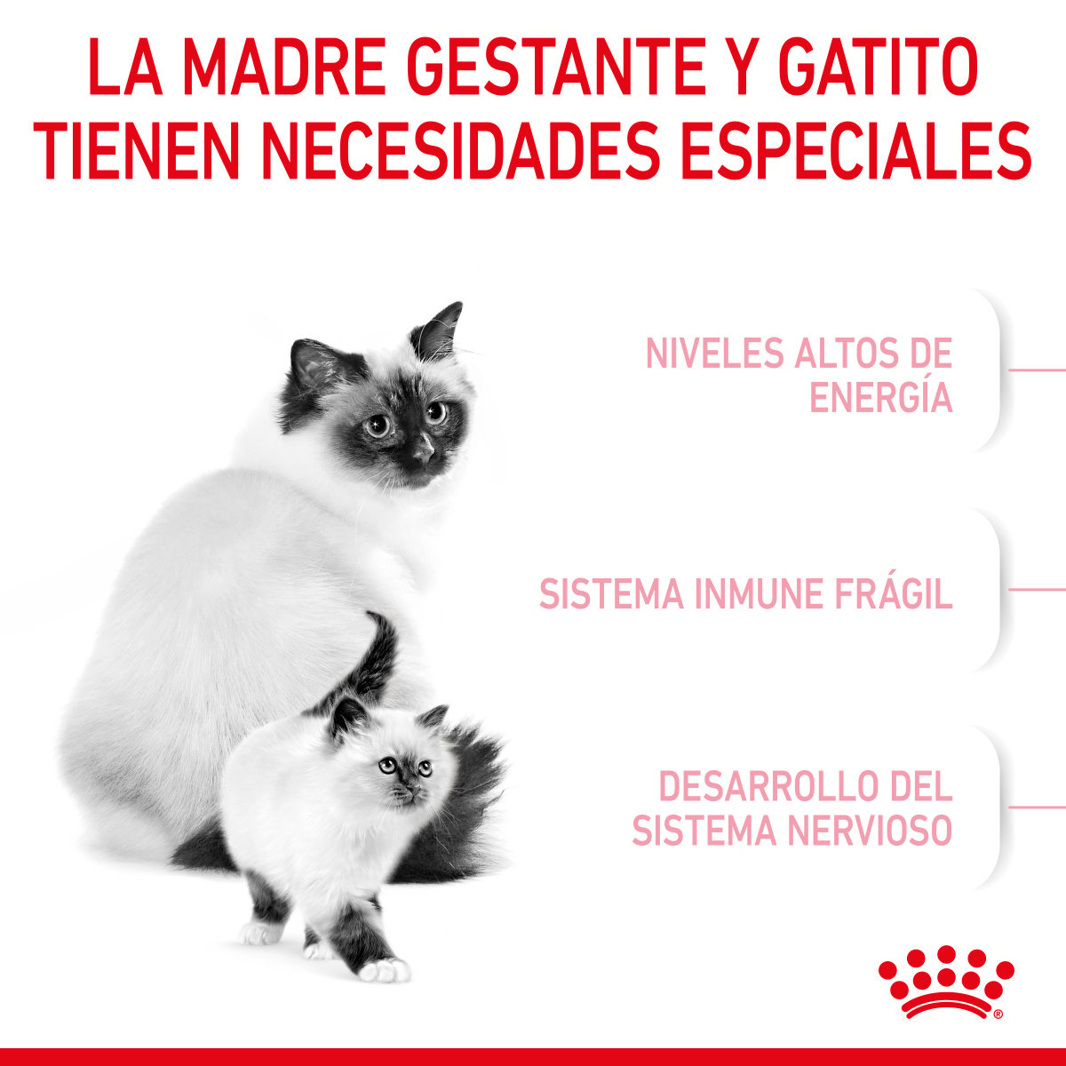 Royal Canin Mom & BabyCat Alimento Seco para Gestación / Lactancia o Destete para Gato, 1.3 kg
