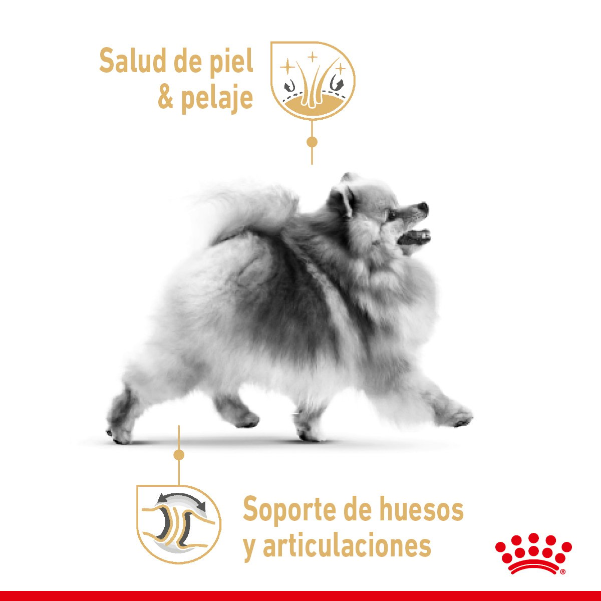 Royal Canin Alimento Seco para Perro Adulto Raza Pomerania