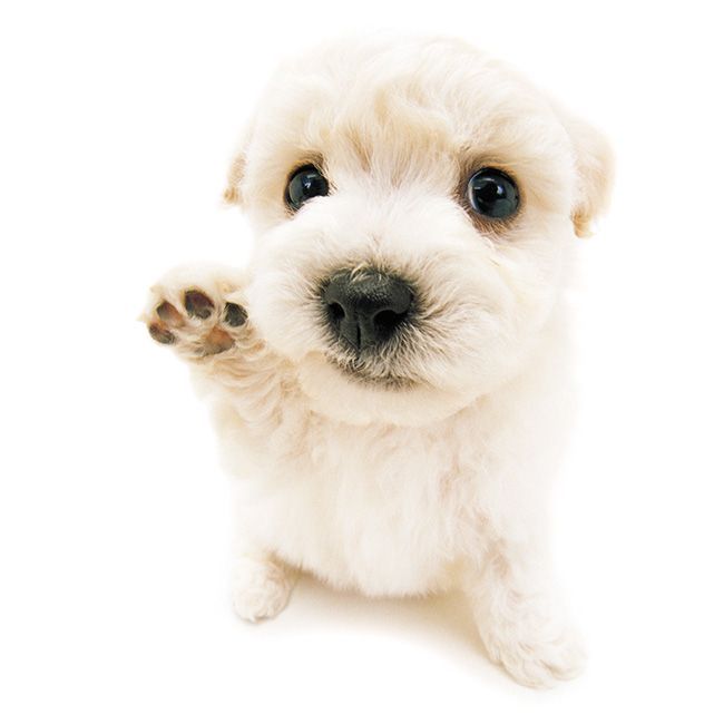 Alimento para Perro