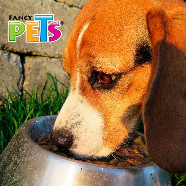 Plato Fancy Pets de Acero Para Perros