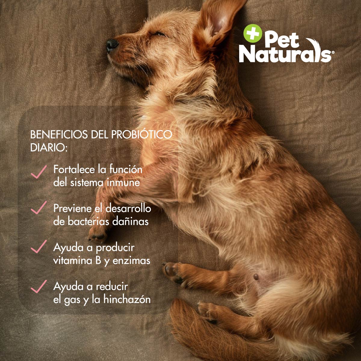 Pet Naturals Daily Probiotic Para Perros 60 Masticables
