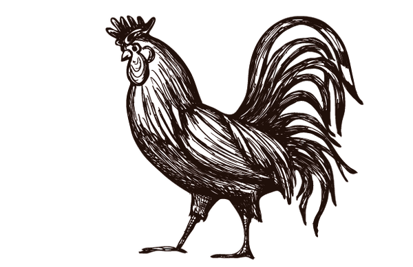 Aves de corral