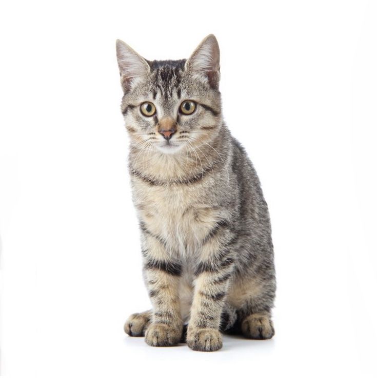 Alimento para Gato